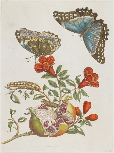 Blue Butterflies and Pomegranate by Maria Sibylla Merian